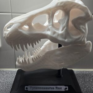 T-rex schedel