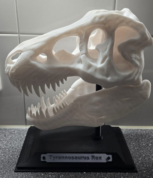 T-rex schedel
